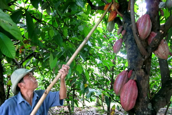 Le Vietnam et la Belgique renforcent leur coopération dans l agriculture
